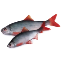 Fox Rage Ultra Natural Roach Fillets
